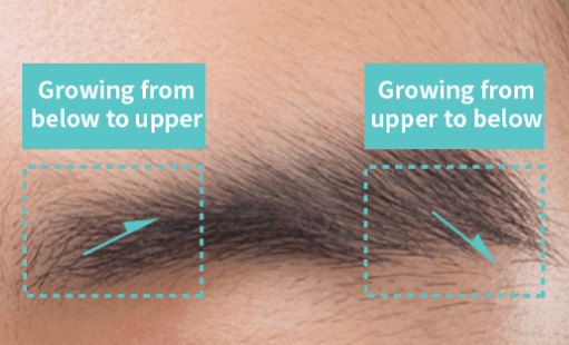 https://beauty.findclinic.kr/wp-content/uploads/sites/14/2020/06/direction-of-eyebrow01.png