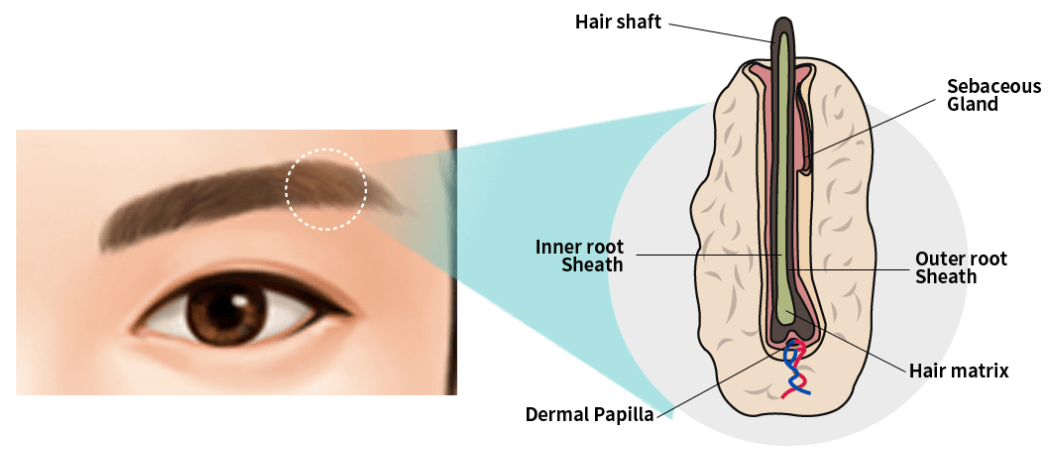https://beauty.findclinic.kr/wp-content/uploads/sites/14/2020/06/transplant-eyebrow01.png